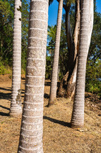 Trees in the sunlight, at the Oriental Park at Ribeirao Pires, Brazil.