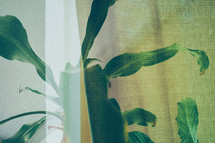 green plant through a curtain 