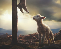 Lamb looks up to Jesus on the cross