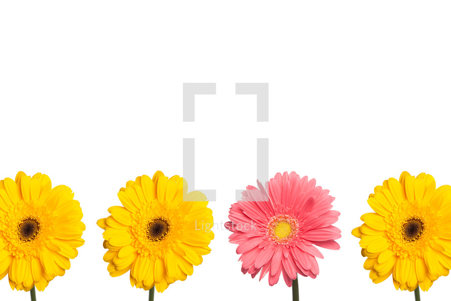 yellow and pink gerber daisies in a row