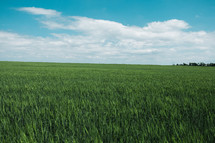 a field of green wheat 