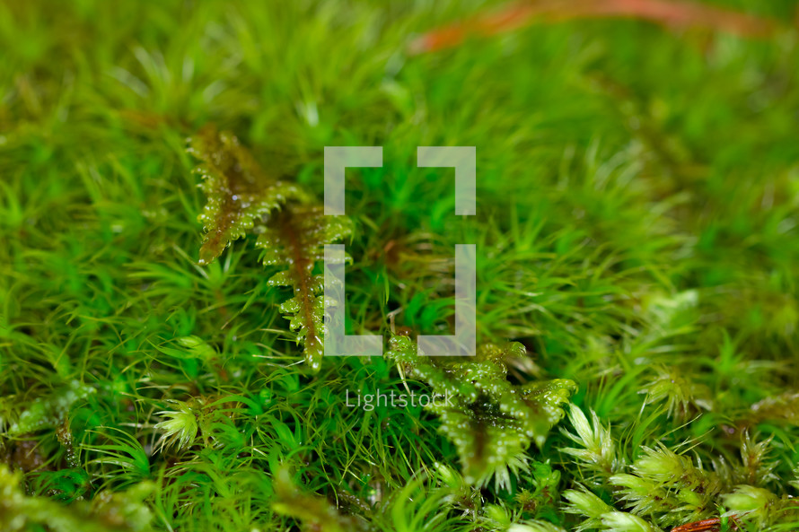Closeup/macro of moss. Green Texture.