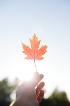 hand holding up a fall maple leaf 