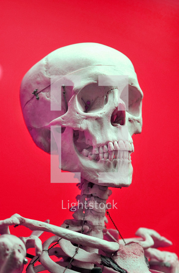 human skeleton on a red background 