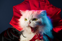 Dangerous white cat hisses. Kitty in Dracula vampire costume, halloween party. High quality