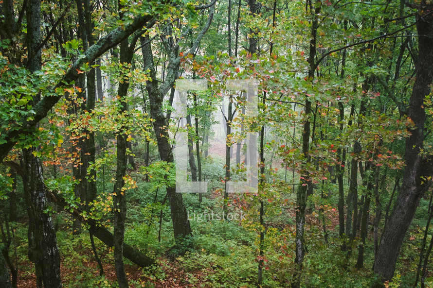 early fall forest 