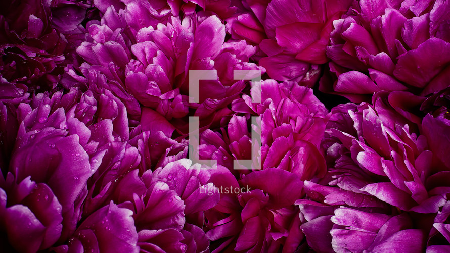 Peony flowering, petals on big bud. Spring floral carpet surface texture - pink flowers blossom backdrop. Macro blooming nature view. Wedding, Valentine's Day concept.
