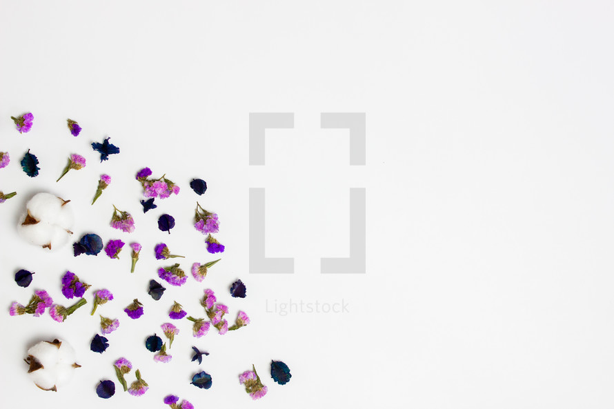 purple flower petals on a white background 