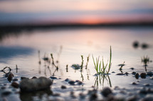grass and pebbles on a shore 