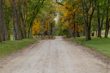 dirt road and fall trees 