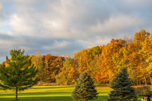 fall trees and green grass