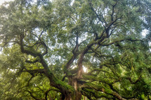 Angel Oak tree 