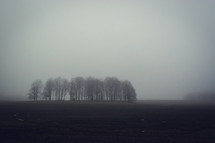 trees at the edge of a field enveloped in fog 