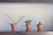 potted house plants in a row 