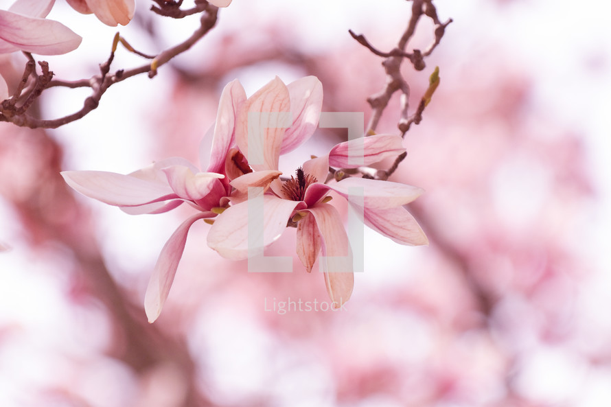 pink magnolia flowers 