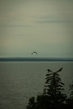 bird soaring over water 