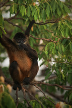 monkey in a tree 