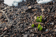 sprout in mulch and snow 