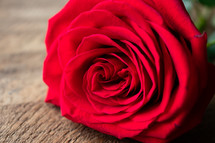 red rose on wood background 