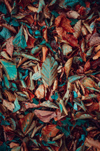 brown multicolored dry leaves on the ground, autumn leaves
