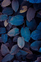 blue plant leaves in the nature in autumn season