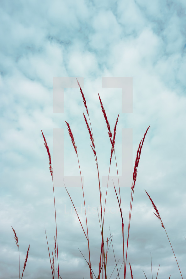 dry flower plant silhouette and blue sky background