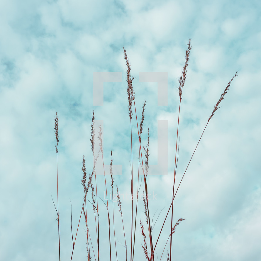 dry flower plant silhouette and blue sky background