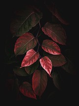 red plant leaves in the nature in autumn season, red background