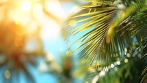 Coconut palm tree leaves on blurred background with bokeh