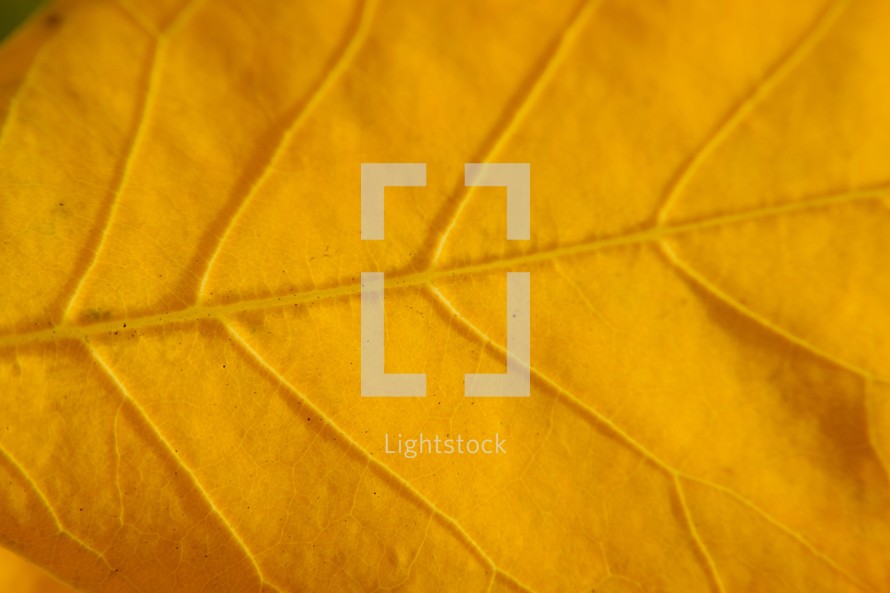 veins on a golden yellow fall leaf - seasonal background backdrop texture 