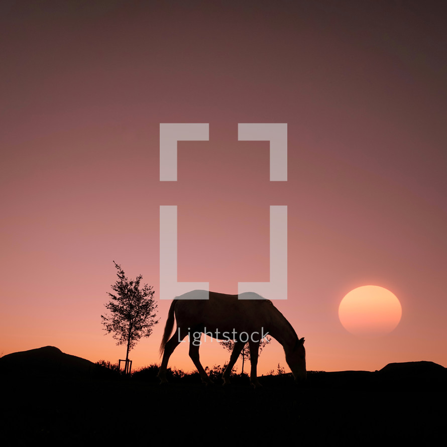 horse silhouette in the countryside and beautiful sunset background