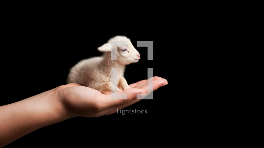 A young lamb in the hands of woman.