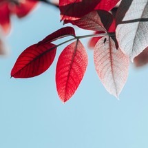 red tree leaves in autumn season, autumn leaves