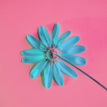 romantic blue flower in the garden in springtime