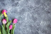 pink and yellow tulips on a gray slate background 