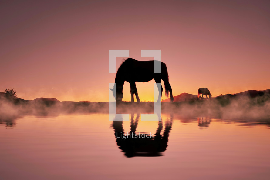 horse silhouette reflected in the water and beautiful sunset background