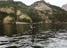 Bald Eagle swooping down to mountain lake
