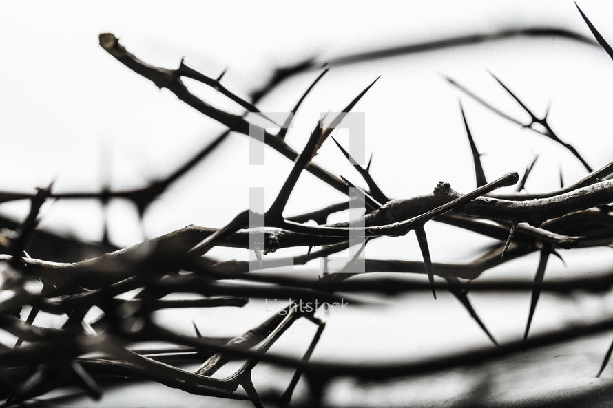 Close-up of a crown of thorns.