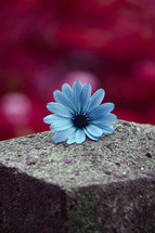 romantic blue flower in springtime