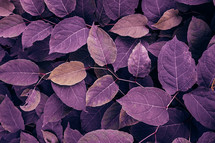 purple japanese knotweed plant leaves in the nature in autumn season