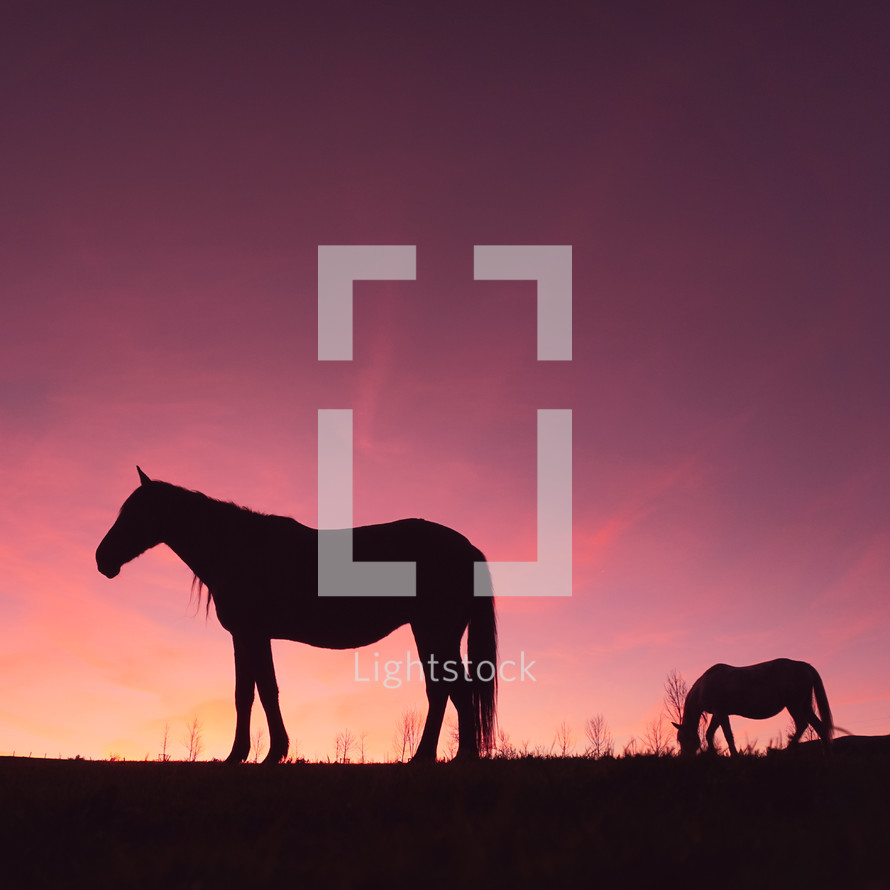 horse silhouette in the meadow and beautiful sunset background