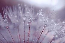 raindrops on the dandelion  flower in rainy days 