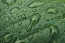raindrops on the green plant leaf in rainy days