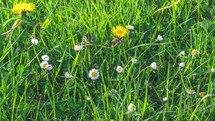 White daisy flowers blooming fast in fresh spring meadow with green grass and morning dew at sunrise Growing Time lapse
