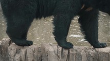 American Black Bear Walking By Rock Basin In The Forest. close up	