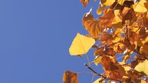 Autumn leaves against a blue sky background