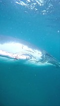 Humpback whales swim in the clear blue ocean