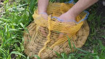 Mans hands pick out Potatoes from yellow bag in spring organic farm green field, ready for planting
