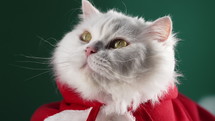 Adorable cat in Santa costume on green background, charming feline friend in festive attire brings smiles. Holiday happiness, pet promotions, New year animals meme concept. High quality 4k footage