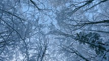 Looking up on magic Frozen forest with snowy trees crowns in cold winter nature backgrounds
